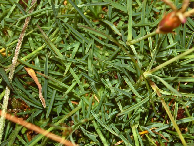 Dianthus pavonius
